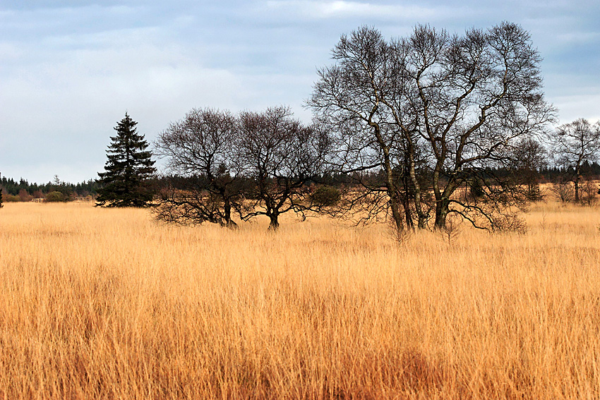 061118 FAGNES 11504_DXO01W.jpg